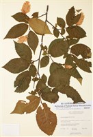 藏品(美洲鐵木)的圖片